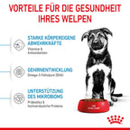  Royal Canin Maxi Puppy Für Welpen Großer Rassen 4 Kg Trockenfutter Für Hunde