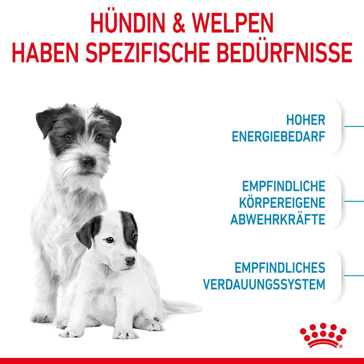  Royal Canin Mini Starter Trockenfutter 4 Kg Trockenfutter