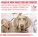  Royal Canin Hypoallergenic Mousse Hund Dosen 12 X 200 G Dosenfutter Für Hunde