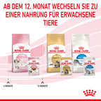 Royal Canin Kitten Second Age Für Kätzchen Bis Zum 12. Monat 12 X 85 G In Soße Frischebeutel